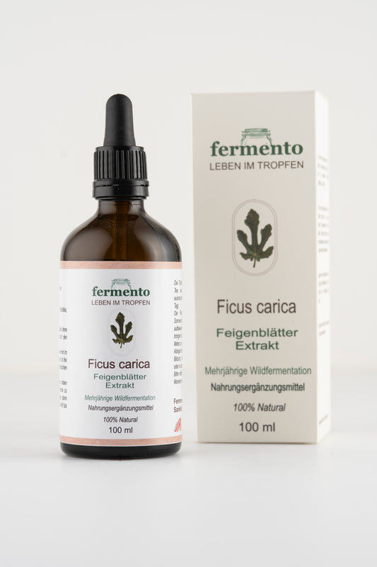 Feigenblätter Extrakt